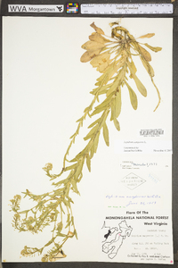 Lepidium campestre image