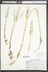 Lepidium campestre image