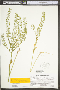 Lepidium densiflorum var. densiflorum image