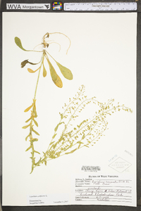 Lepidium campestre image