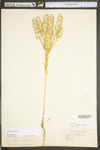 Lepidium campestre image