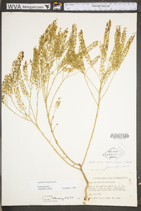 Lepidium densiflorum var. densiflorum image