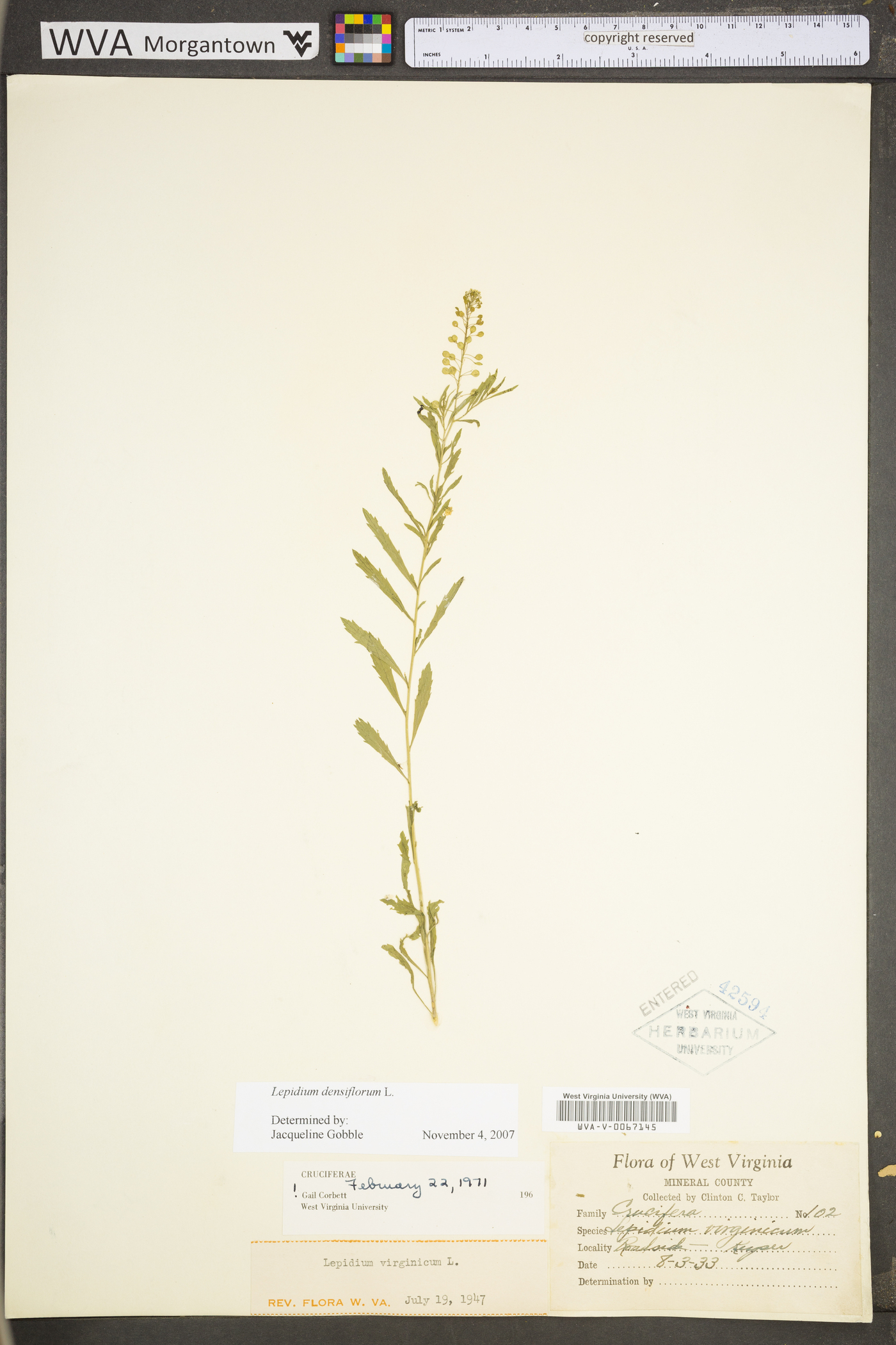 Lepidium virginicum var. virginicum image