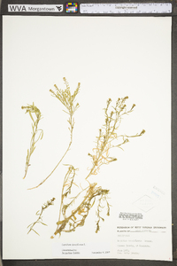 Lepidium densiflorum var. densiflorum image