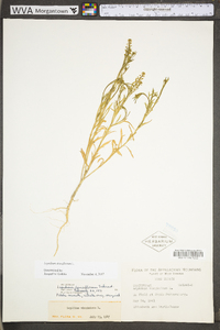 Lepidium densiflorum image