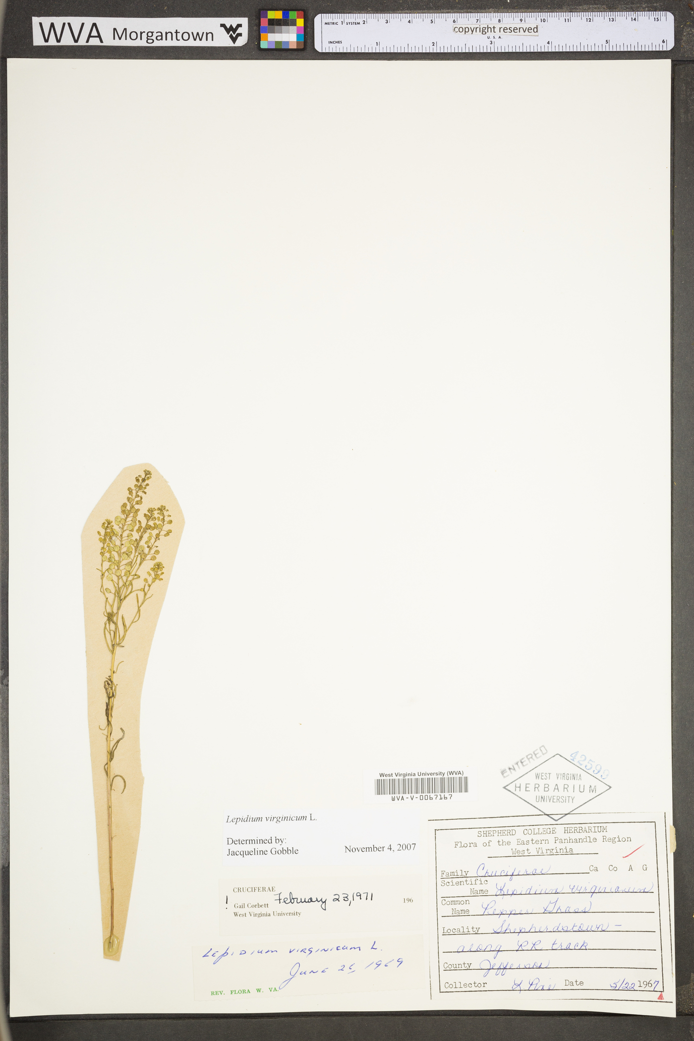 Lepidium virginicum var. virginicum image