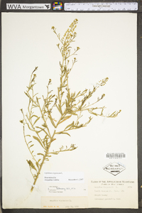 Lepidium virginicum var. virginicum image