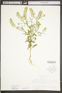 Lepidium virginicum var. virginicum image