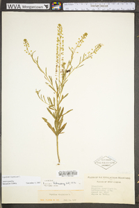 Lepidium virginicum var. virginicum image