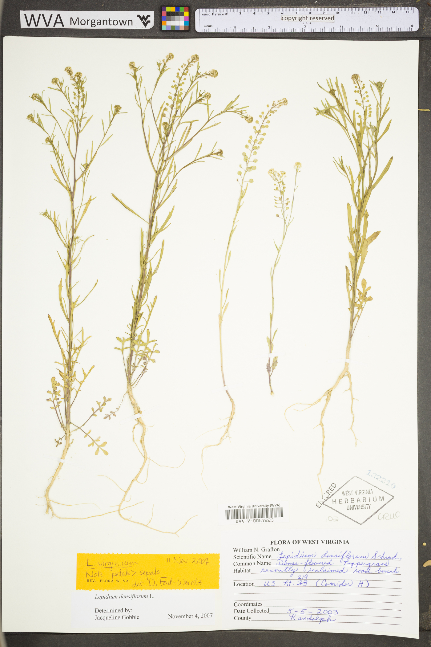 Lepidium densiflorum var. densiflorum image