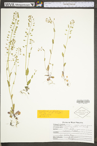 Thlaspi alliaceum image