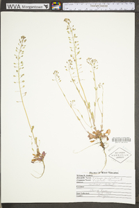 Microthlaspi perfoliatum image