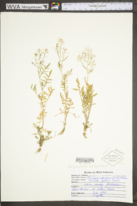 Rorippa palustris subsp. fernaldiana image