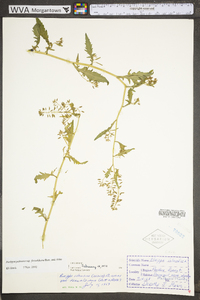 Rorippa palustris subsp. fernaldiana image