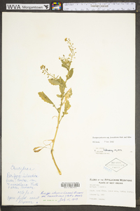 Rorippa palustris subsp. fernaldiana image