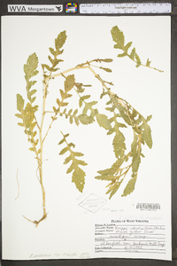 Rorippa palustris subsp. fernaldiana image