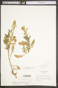 Rorippa palustris subsp. fernaldiana image