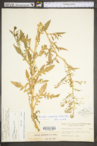 Rorippa palustris subsp. fernaldiana image