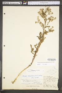 Rorippa palustris subsp. fernaldiana image