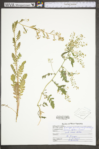Rorippa palustris subsp. fernaldiana image