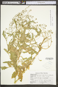 Rorippa palustris subsp. fernaldiana image