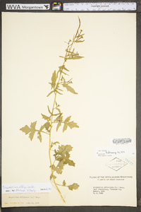 Sisymbrium officinale image