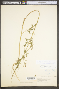 Sisymbrium officinale image