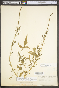 Sisymbrium officinale image