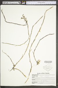 Sisymbrium officinale image