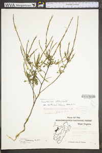 Sisymbrium officinale image