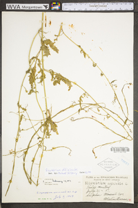 Sisymbrium officinale image