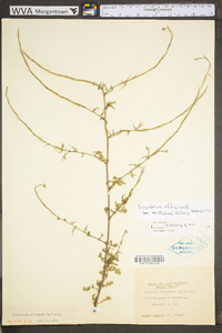 Sisymbrium officinale image