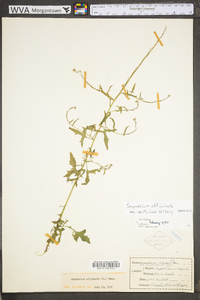 Sisymbrium officinale image