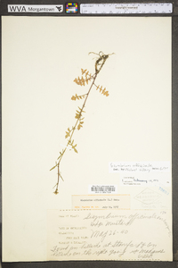 Sisymbrium officinale image