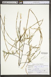 Sisymbrium officinale image