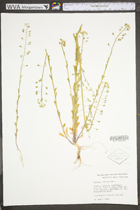 Thlaspi alliaceum image