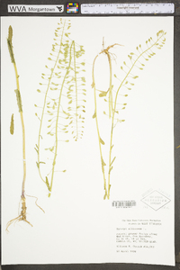 Thlaspi alliaceum image