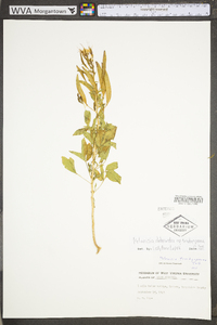 Polanisia dodecandra subsp. trachysperma image