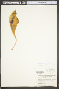 Sarracenia purpurea subsp. gibbosa image
