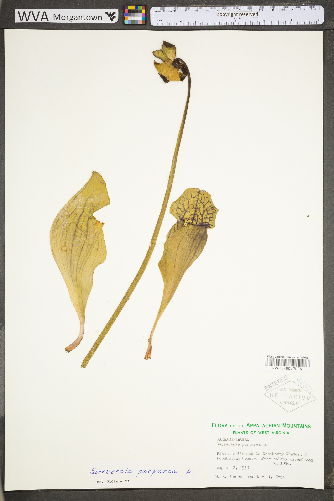 Sarracenia purpurea subsp. gibbosa image