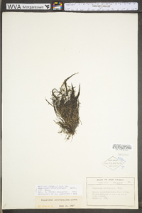 Podostemum ceratophyllum image