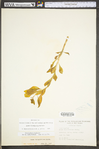 Hylotelephium telephioides image