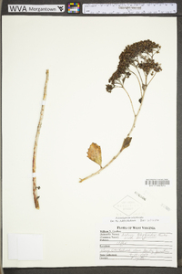 Hylotelephium telephioides image