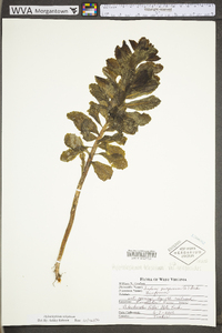 Hylotelephium telephium image
