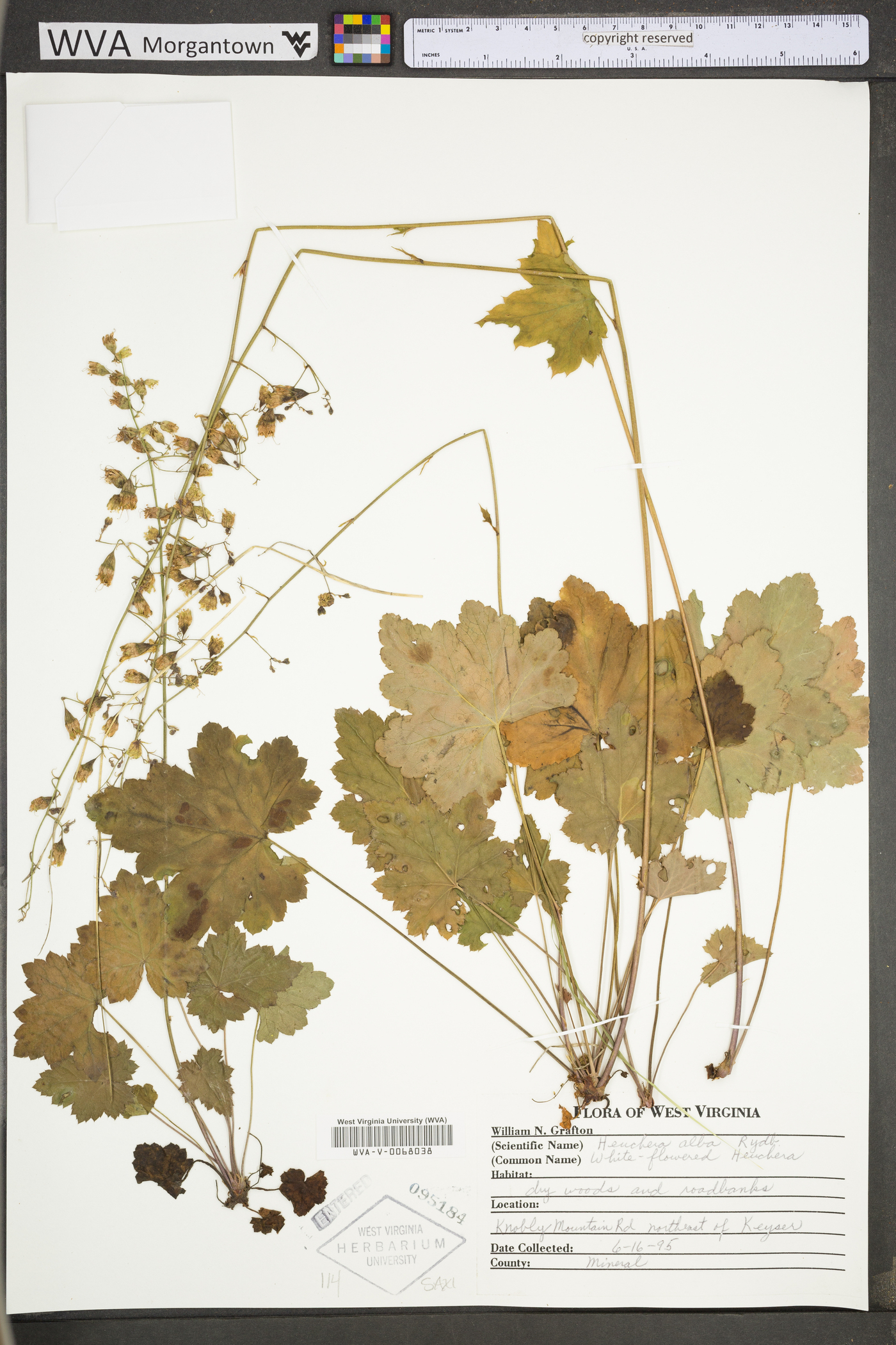 Heuchera alba image