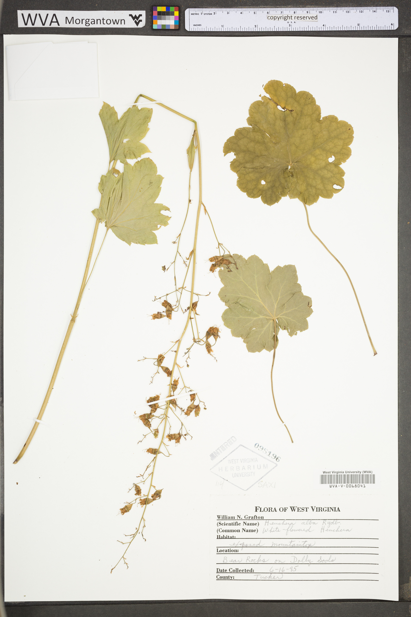 Heuchera alba image