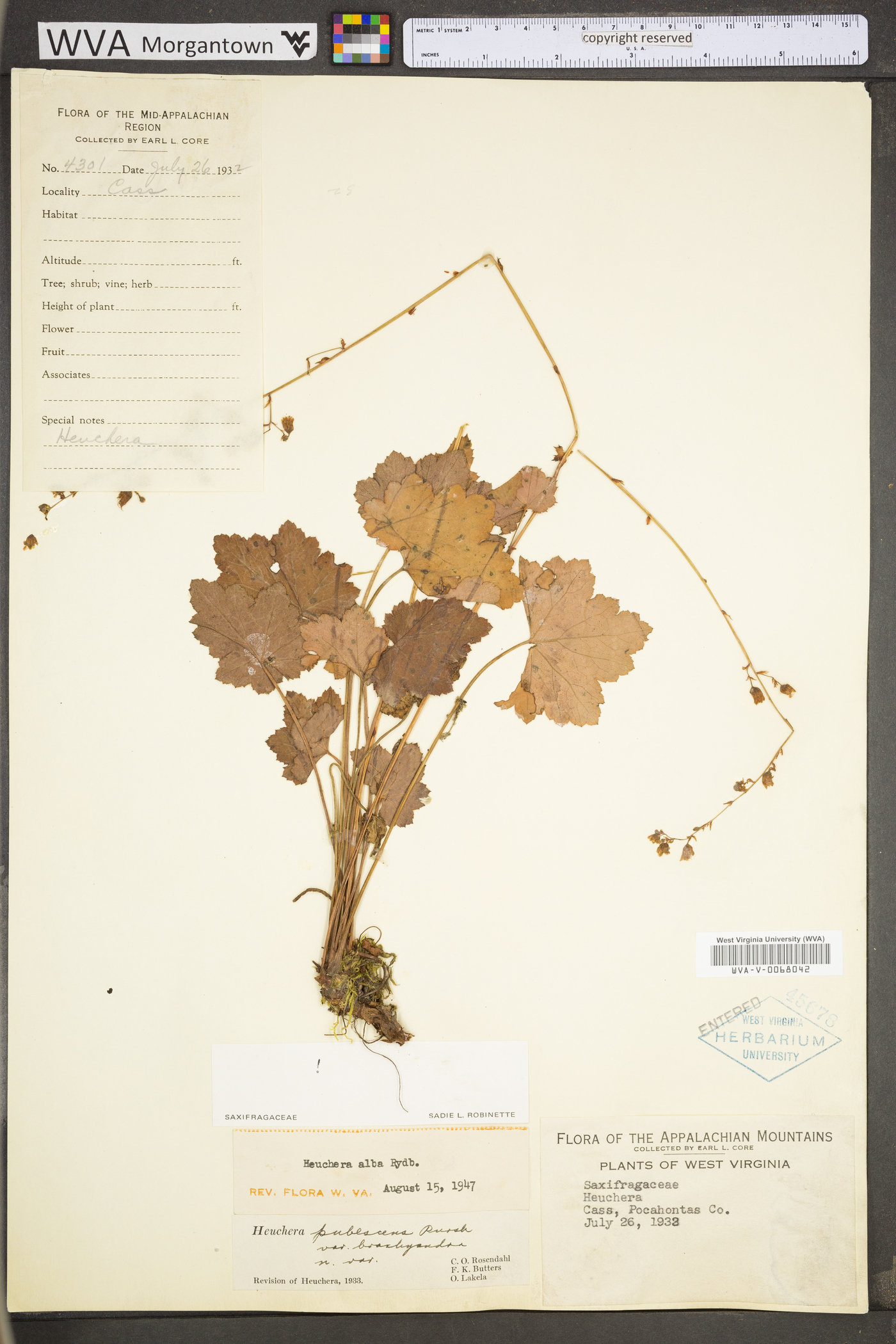 Heuchera alba image