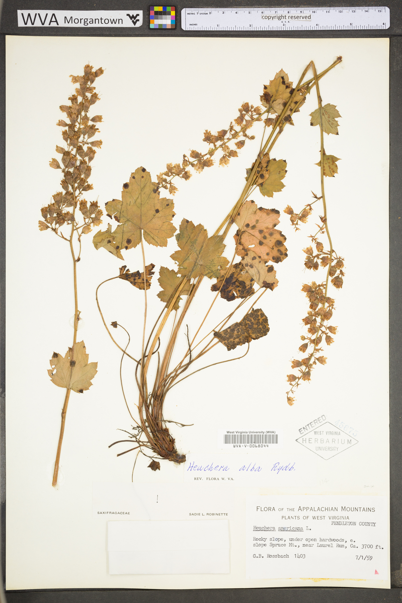 Heuchera alba image