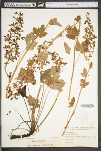 Heuchera alba image