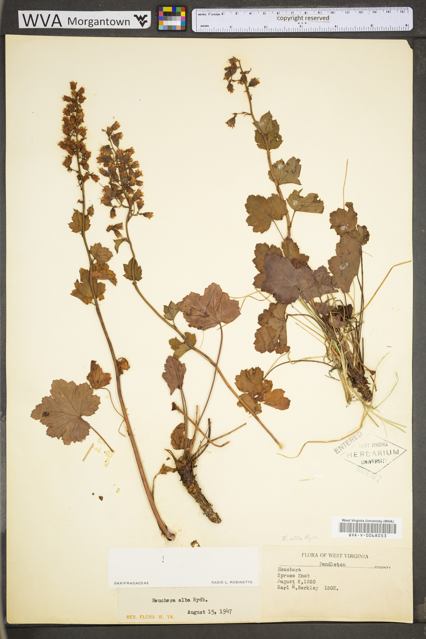 Heuchera alba image